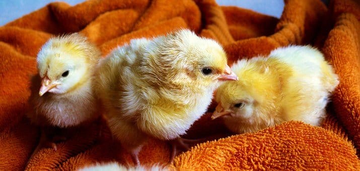 Chicken farming - profitable business to start in Kenya 