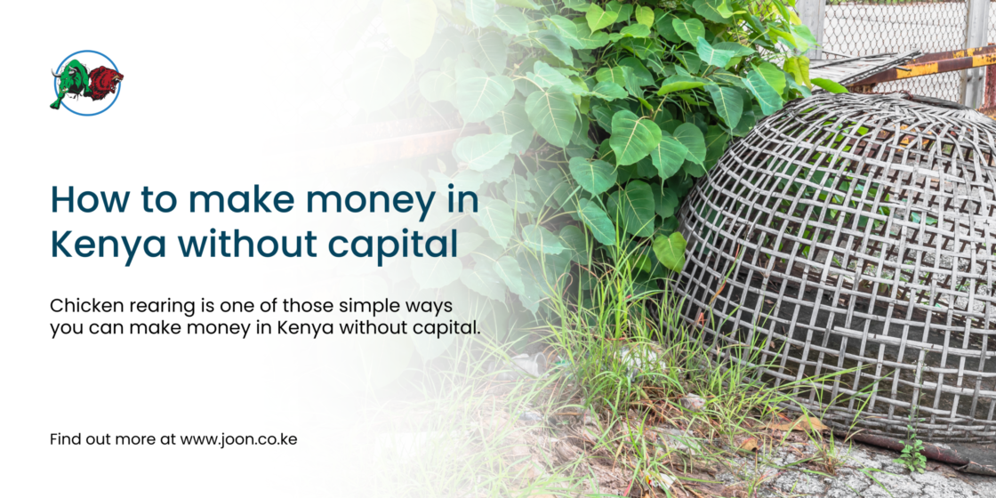 How to make money in Kenya without capital: start rearing chicken
